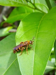 Phalerimeris madurensis