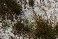 Lebeckia