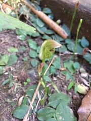 Pterostylis hildae
