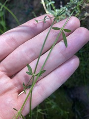 Galium leiocarpum