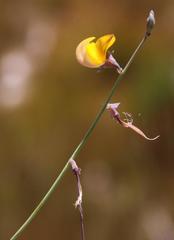 Lebeckia