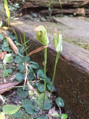 Pterostylis hildae