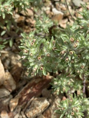 Lasiopogon