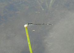 Agriocnemis splendidissima