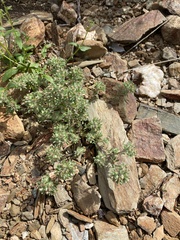 Lasiopogon