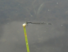 Agriocnemis splendidissima