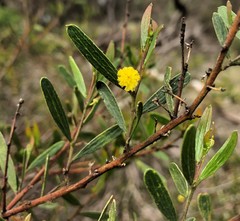 Acacia verniciflua