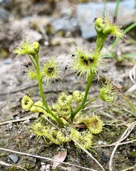 Drosera hookeri
