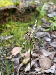 Caladenia barbarossa