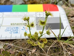 Drosera hookeri