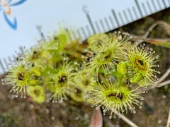 Drosera hookeri