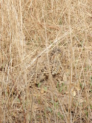 Pterocles quadricinctus