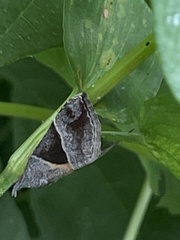 Hypena trigonalis