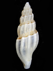 Guraleus pictus