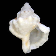 Bursidae