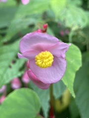 Begonia grandis