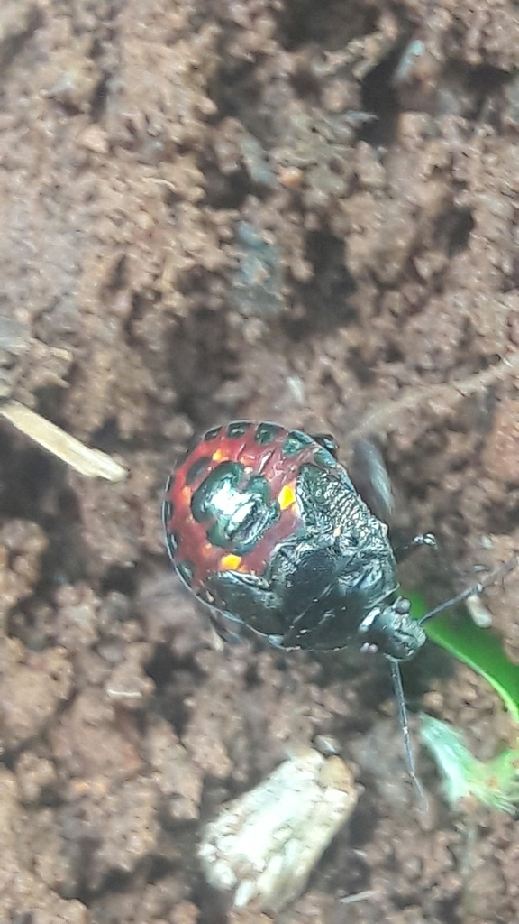 Podisus fuscescens