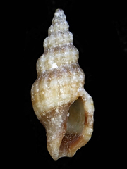 Clathurellidae
