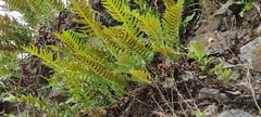 Polypodium