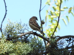 Passer domesticus