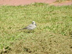 Motacilla alba