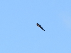 Hirundo rustica