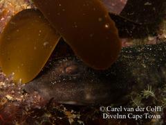 Haploblepharus pictus