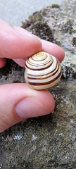 Cepaea