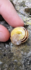 Cepaea