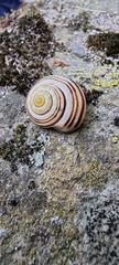 Cepaea