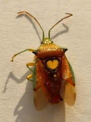 Sastragala esakii