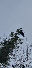 Corvus corone