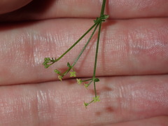 Galium leiocarpum