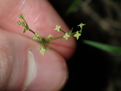 Galium leiocarpum