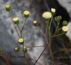 Senecio paniculatus