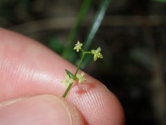 Galium leiocarpum