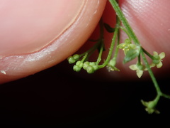 Galium leiocarpum
