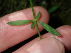 Galium leiocarpum