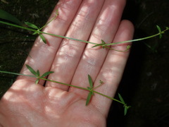 Galium leiocarpum