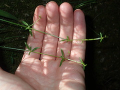 Galium leiocarpum