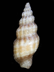 Clathurellidae