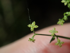 Galium leiocarpum