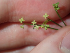 Galium leiocarpum