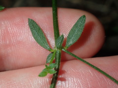 Galium leiocarpum