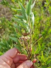 Nidorella ivifolia