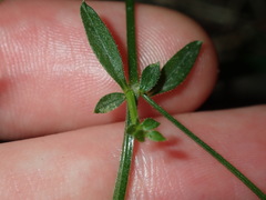 Galium leiocarpum