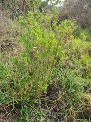Nidorella ivifolia