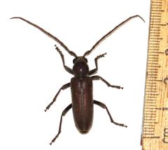 Africophanes amicus