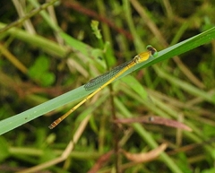 Ceriagrion chromothorax