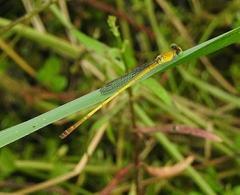 Ceriagrion chromothorax